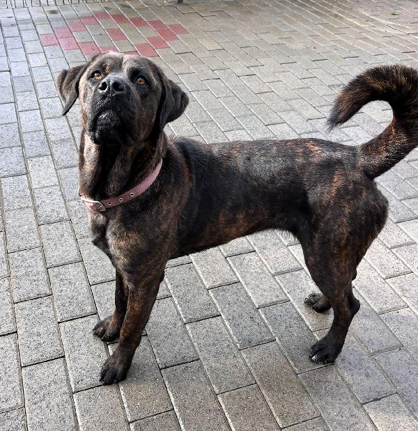 TIGRILLA CANE CORSO Foto 3